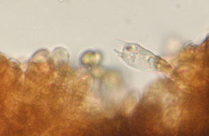 Cortinarius (subgenus Telamonia) torvus